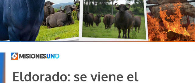 Eldorado: se viene el 2° Festival del Búfalo Misionero en el Mercado Concentrador